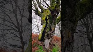 Souto de Poboeiros, Castro Caldelas, Ourense #dog #nature #galicia #travel #hiking #tourism #perros