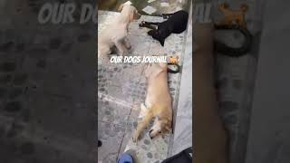 #110424 #ourdogsjournal #someofourdogs #dogs #dogslife #dogshorts #dogsday