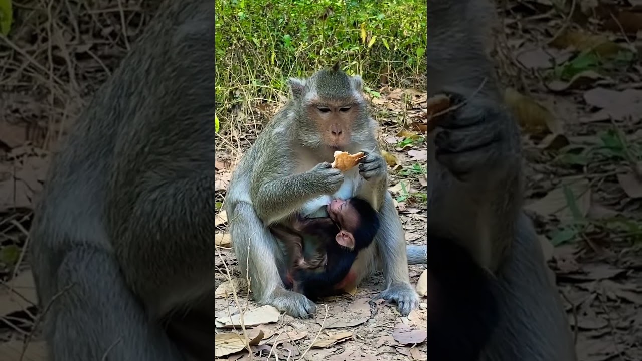 baby monkey finding milk mom 🙈❤️
