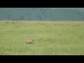 Leopard stalks warthog before snatching its baby in the Serengeti.