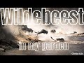 Wildebeest in my garden