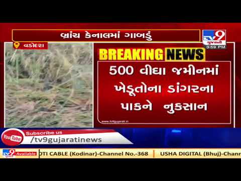 Canal water enters farm land in Kadadara, crops destroyed | Vadodara | Tv9GujaratiNews