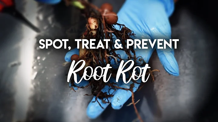 Root Rot 101 : How to Spot, Treat and PREVENT Root...