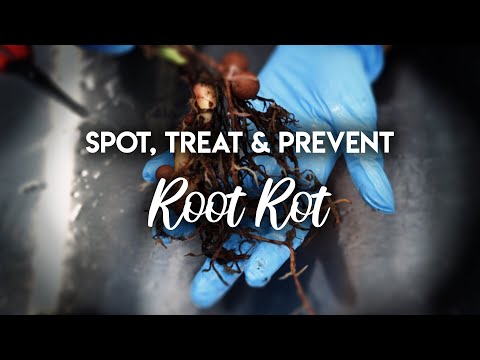 Video: Pear Cotton Root Rot – Controlul putregaiului rădăcinii bumbacului pe peri