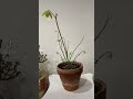 Albuca spiralis flower #planttips #plantmaintenance #albucaspiralis