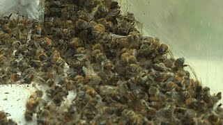 Spencer Solves It helps 88-year-old woman who’s been dealing with bee infestation inside her Spr...