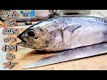[ソウダガツオ編]魚屋アングラーが勧める魚の捌き方