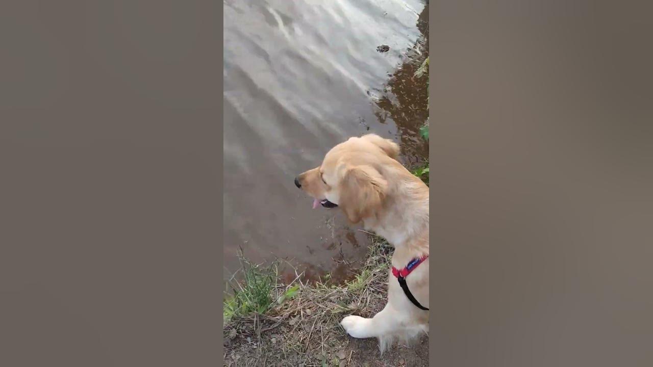 have you ever seen a golden retriever scared of water? YouTube
