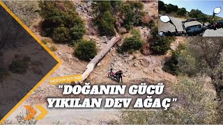 Yola Yikilan Dev Çam Ağaci Crf250L İzmi̇r Solo Ri̇der 4Kraw Sound Drone