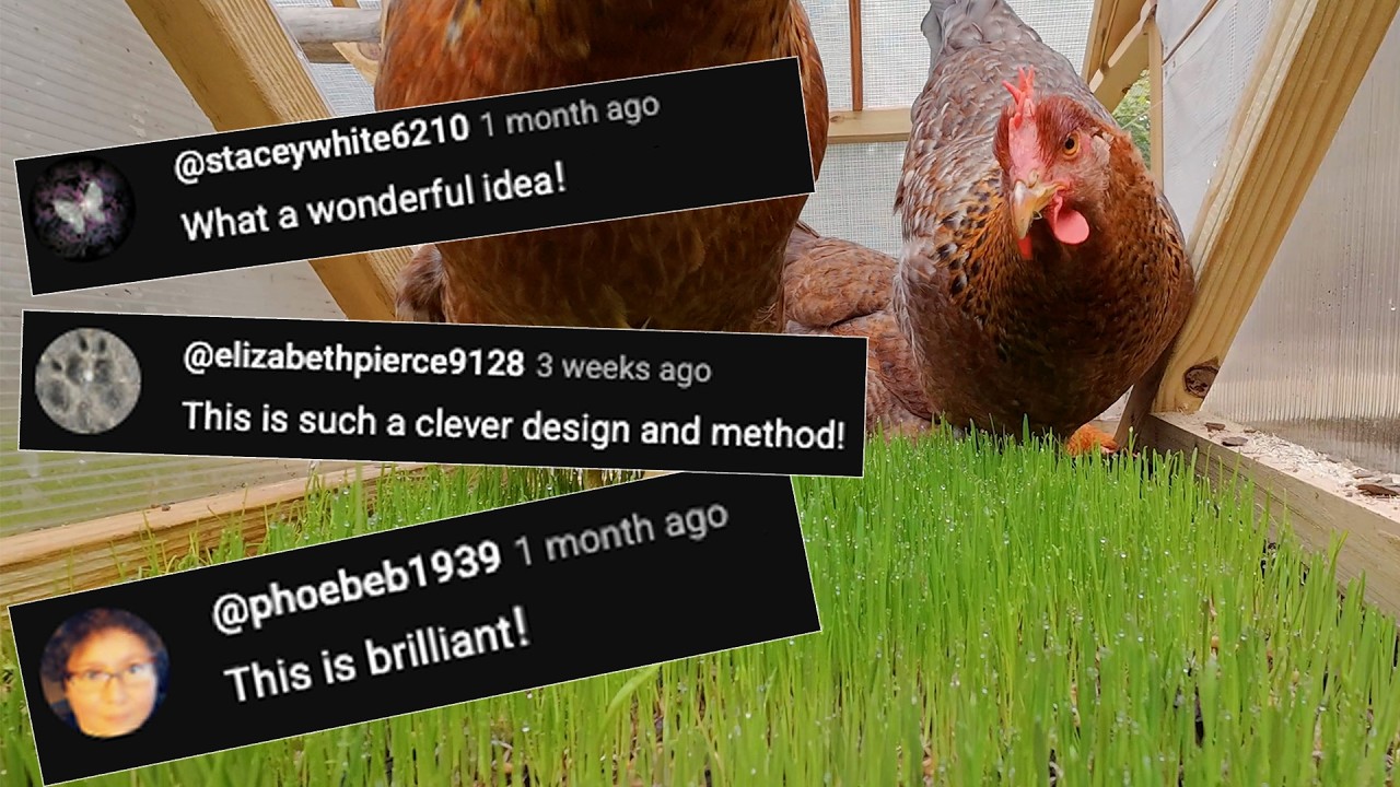 Как построить кормовой лес для кур, который РАБОТАЕТ!