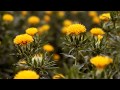 最上川恋唄(北岡ひろし) cover WaShimo(ワシモ)