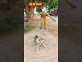WoW 😲 Dog Prank Funny Prank #jamsheiifun #funny #india #comedy #dogprank