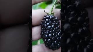 Ежевика Прайм Арк Фридом