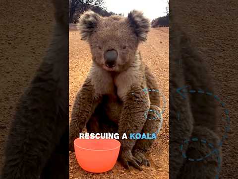 Video: Pet Scoop: Nejstarší žijící mužský Gorilla Otočí 52, Happy Ending pro bezdomovce Koala