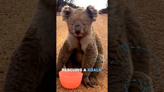 This Koala Asked Humans For Help 🐨 #shorts