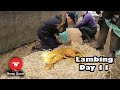 ARE THE LAMBS GETTING TOO BIG?  |  Vlog 11 - Lambing 2021