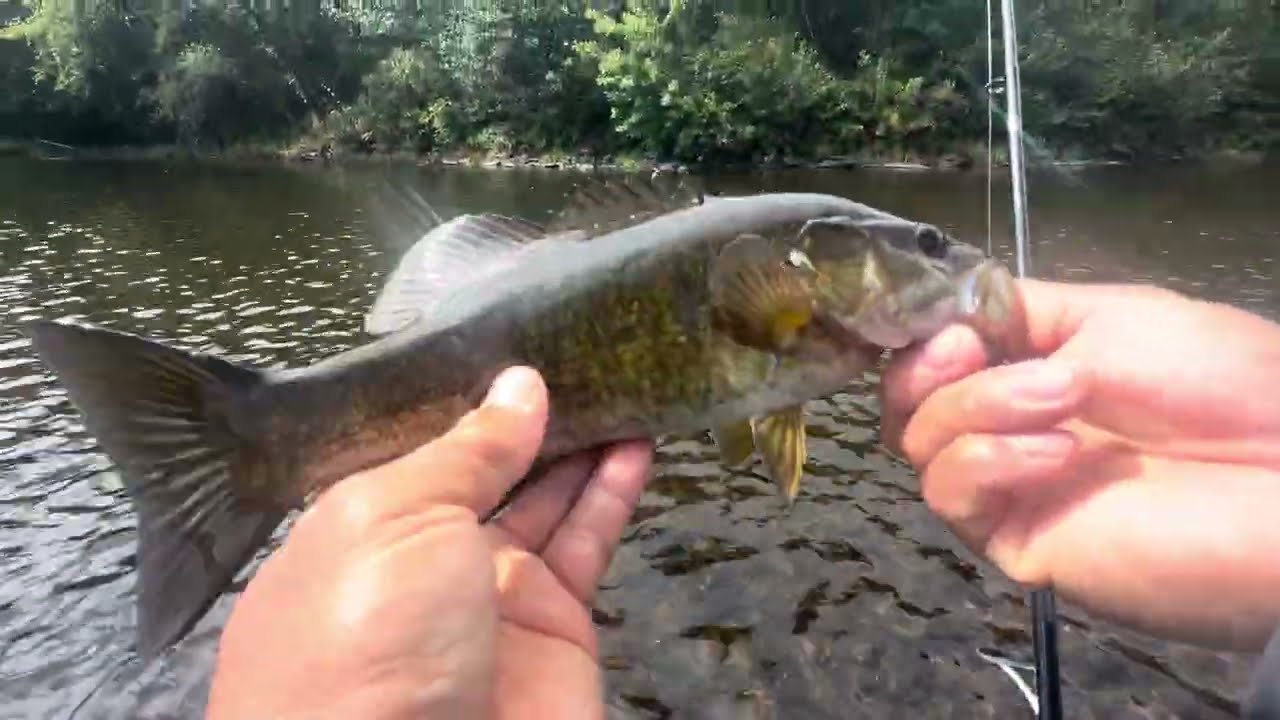 Lehigh River Fishing ( Smallmouth Bass )