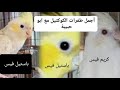 كيفية انتاج اجمل طفرات الكوكتيل مع ابو حبيبة 