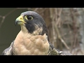 Homework Hotline Peregrine Falcon Homework Hotline Peregrine Falcon