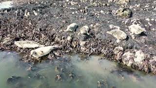 More cute seals at Aberdour near silver sands, Scotland