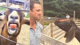 Goats Screaming Like Humans, Try Not to Laugh 🐐 😲 😀 😂 🤣 February 2021 Compilation by Cute and Funny Animals 274,728 views 3 years ago 4 minutes, 46 seconds