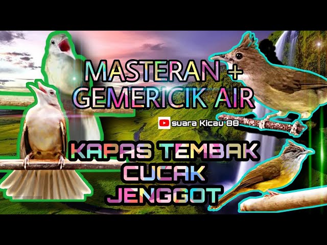 Masteran Kompilasi Kapas Tembak & Cucak Jenggot + Gemericik Air // class=