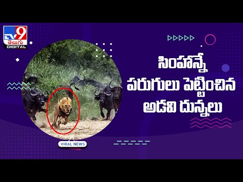 సింహాన్నే పరుగులు పెట్టించిన అడవి దున్నలు || Wild Plow Attack on Lion - TV9