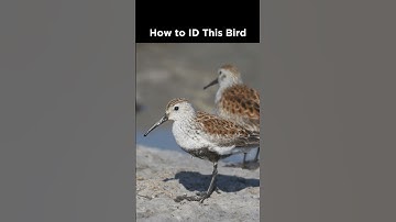 Shorebird identification quiz! Do you know the species?