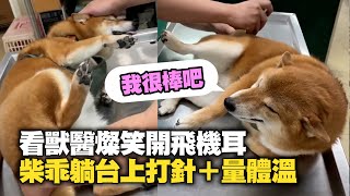 柴犬看獸醫乖巧側躺　燦笑+開飛機耳還自動抬腳腳｜看醫生｜打針｜撒嬌狗｜精選影片