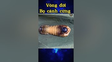 Vòng đời của Bọ Cánh Cứng |Bạn biết không