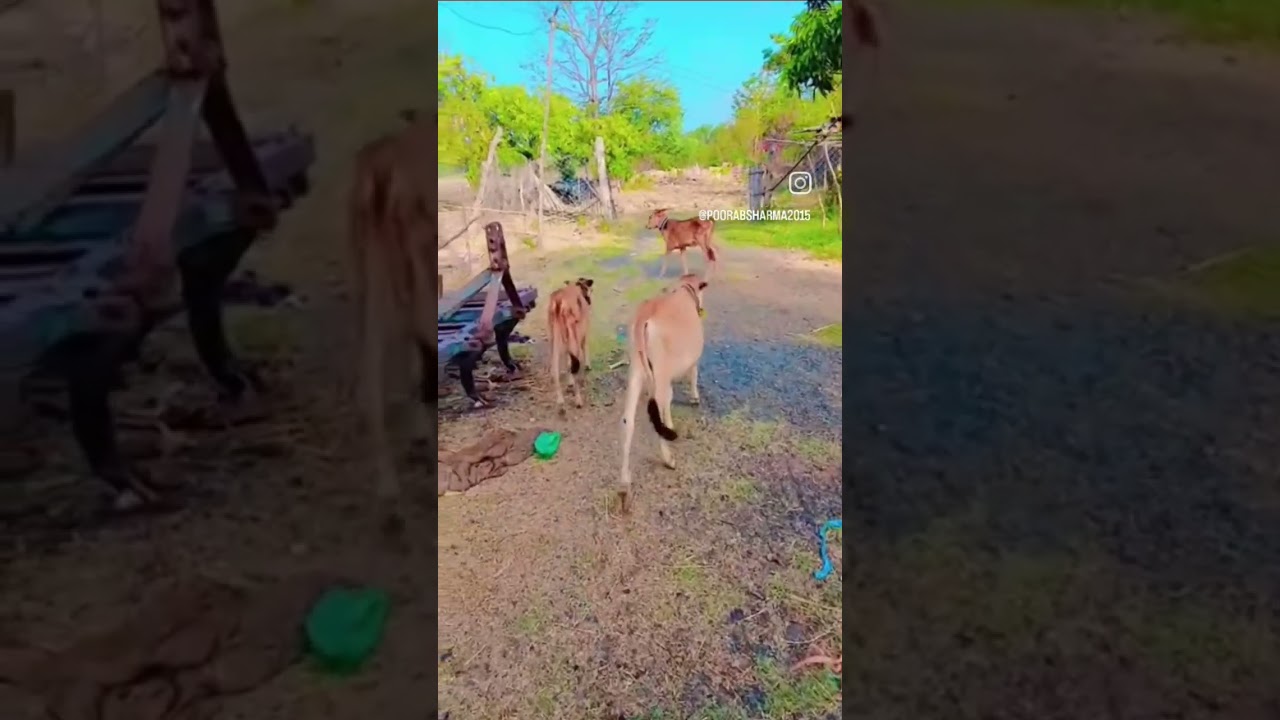 meri pyari sakhiyaa.....