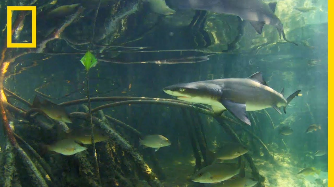 Au Cœur De La Mangrove Avec Le Requin Citron Shark Zone Youtube Au Cœur De La Mangrove Avec Le Requin Citron Shark Zone Youtube