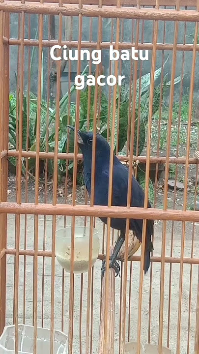 Ciung batu gacor eksotik