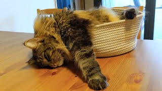 What to do on a rainy afternoon? | Norwegian Forest Cats by Roy and Moss 1,375 views 2 months ago 1 minute, 17 seconds