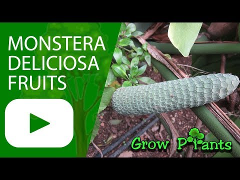 Monstera deliciosa fruits - harvest and eat