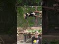 Finally straightened, the sapling is crushed by the panda's climbing play again. #panda #funny #cute