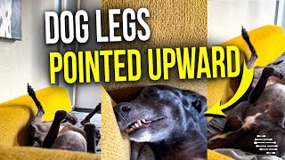Dog Deeply Asleep on Its Back While All of Its Legs Are Pointed Up