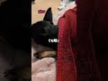 寒い季節にぬくぬくから出られなくなった犬がこちら#ミニピン #ミニチュアピンシャー #いぬのいる生活