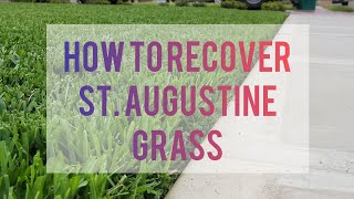 5 Steps To Recover St. Augustine Grass