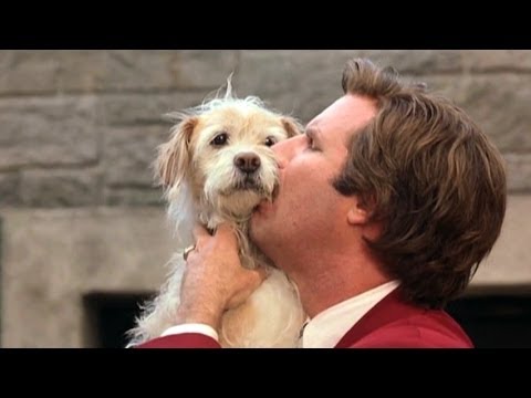 top-10-live-action-movie-dogs