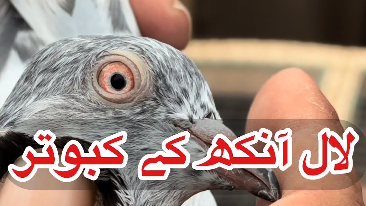 Lal ankh ka kabootar || 