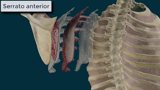 Serrato Anterior. Origen, Inserción, Función E Inervación