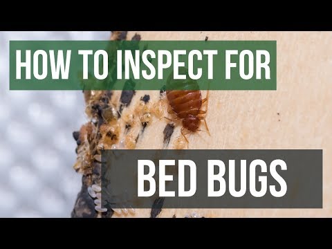 How to Inspect for Bed Bugs: Bed Bug Control