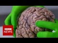 Up close with a human brain - BBC News