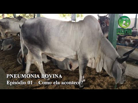 Vídeo: Pneumonia por clima quente: um veterinário explica a prevenção