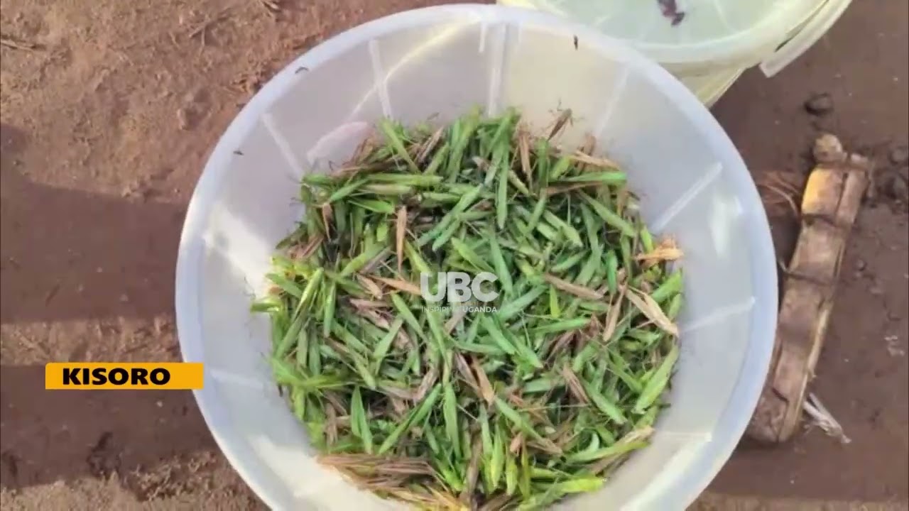 Новости района Кабале: ночные рынки сбора урожая саранчи и поддержка домохозяйств