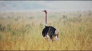 Digital Safari: The bird that can not fly screenshot 2