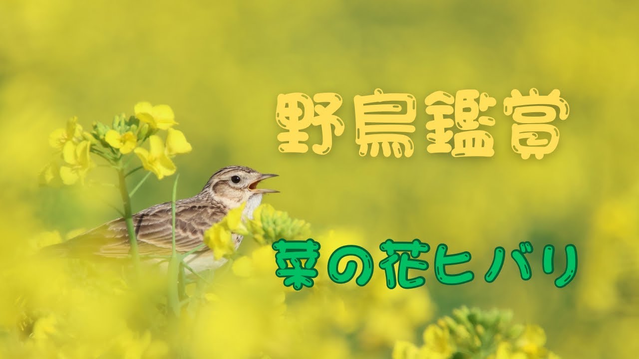 野鳥鑑賞 菜の花ヒバリ【野鳥撮影】【バードウォッチング】 - YouTube