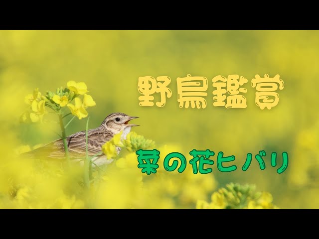 タイムセール／水彩画花鳥／菜の花畑・ひばり鳥 野鳥鑑賞 菜の花ヒバリ【野鳥撮影】【バードウォッチング】 - YouTube
