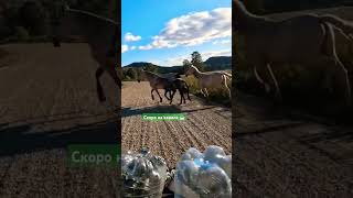 Одиночный горный велопоход